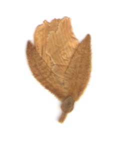flat flower 